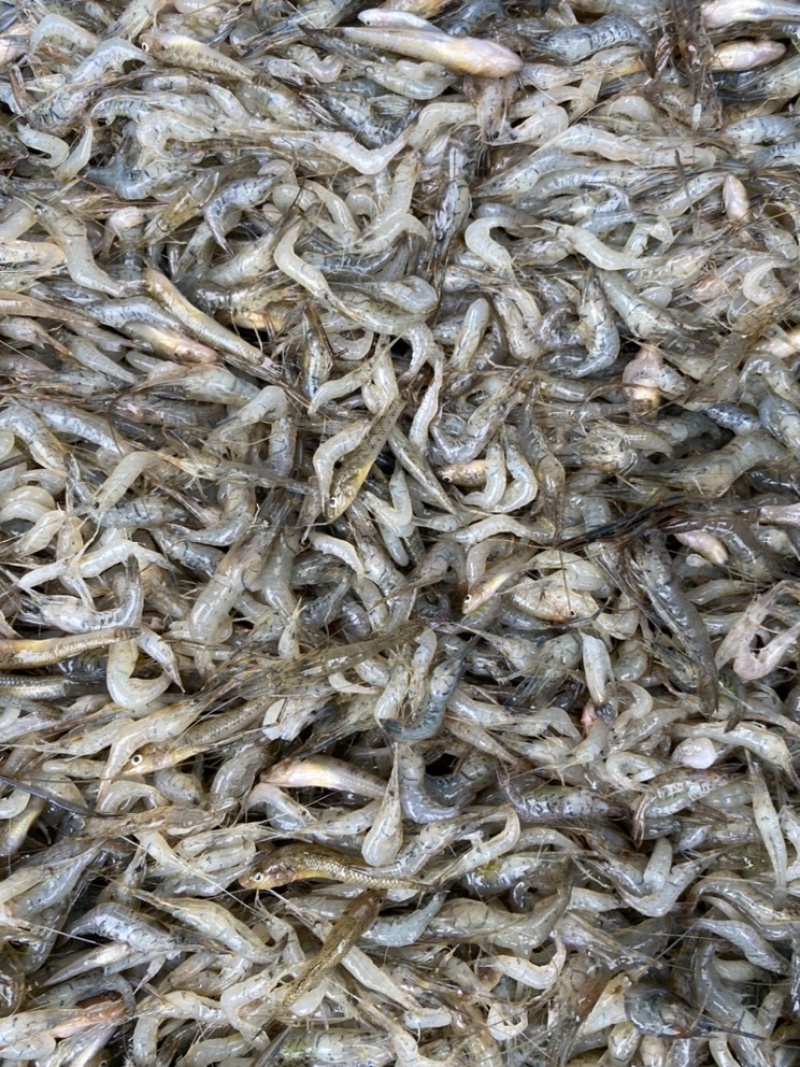 米虾［东北高山溪水虾］