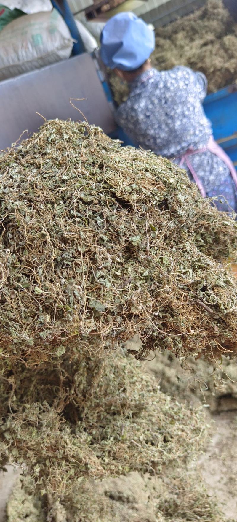 野生马蹄金，