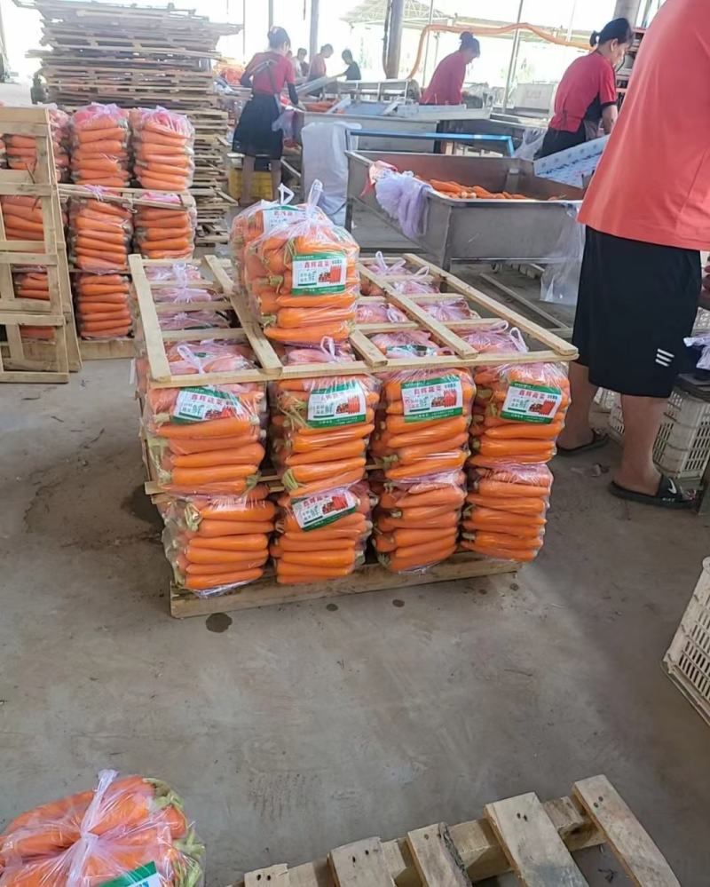 精品胡萝卜产地直供货源充足量大从优欢迎咨询