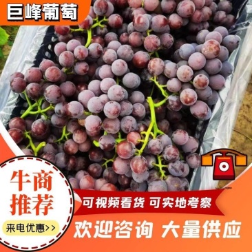 河北晋州巨峰葡萄甜度高支持视频看货可一件代发欢迎电话订购