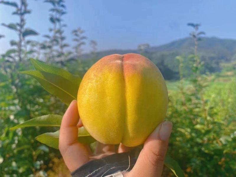 建宁县锦绣黄桃
