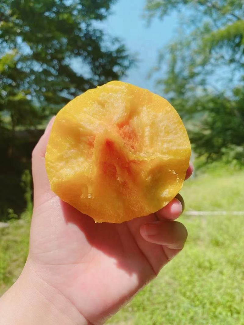 建宁县锦绣黄桃