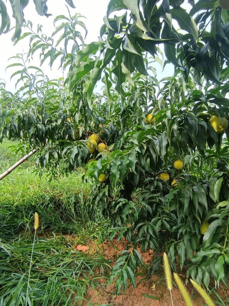 建宁县锦绣黄桃