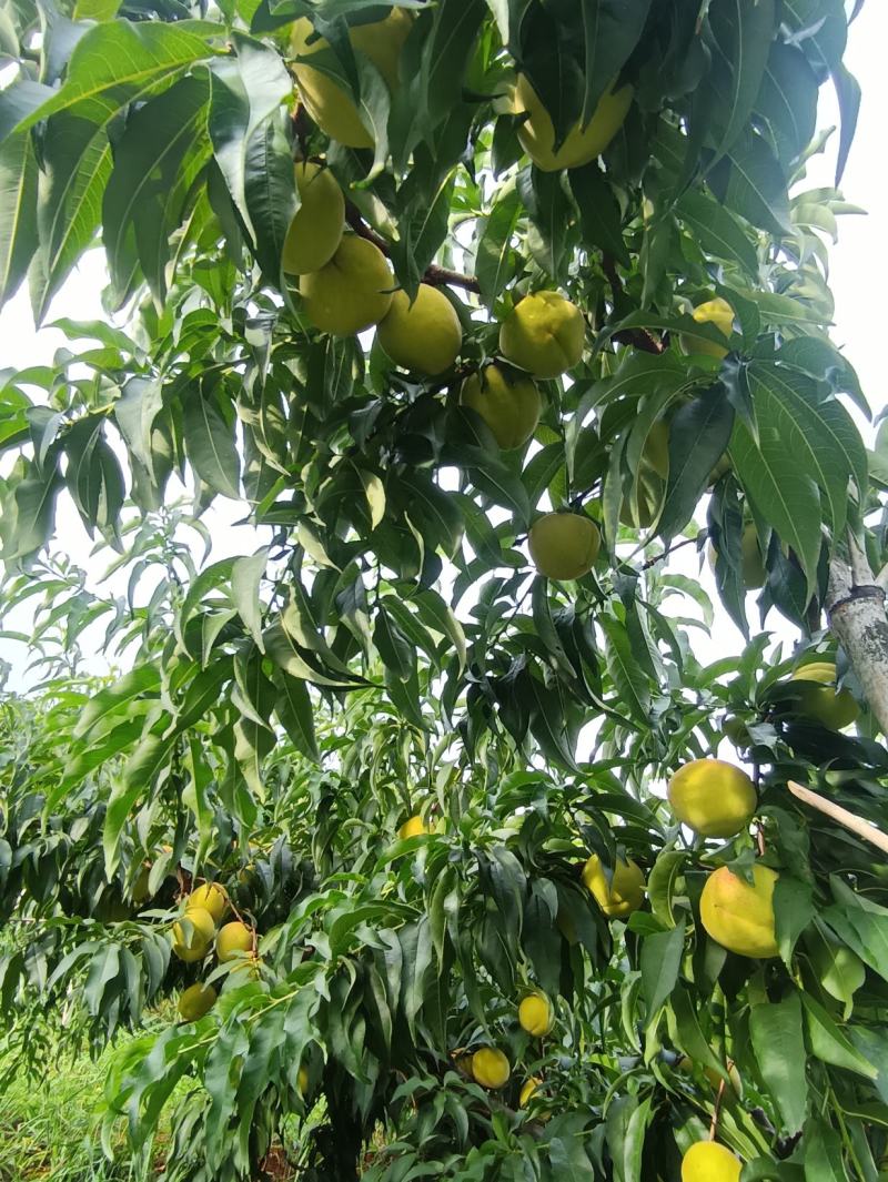 建宁县锦绣黄桃