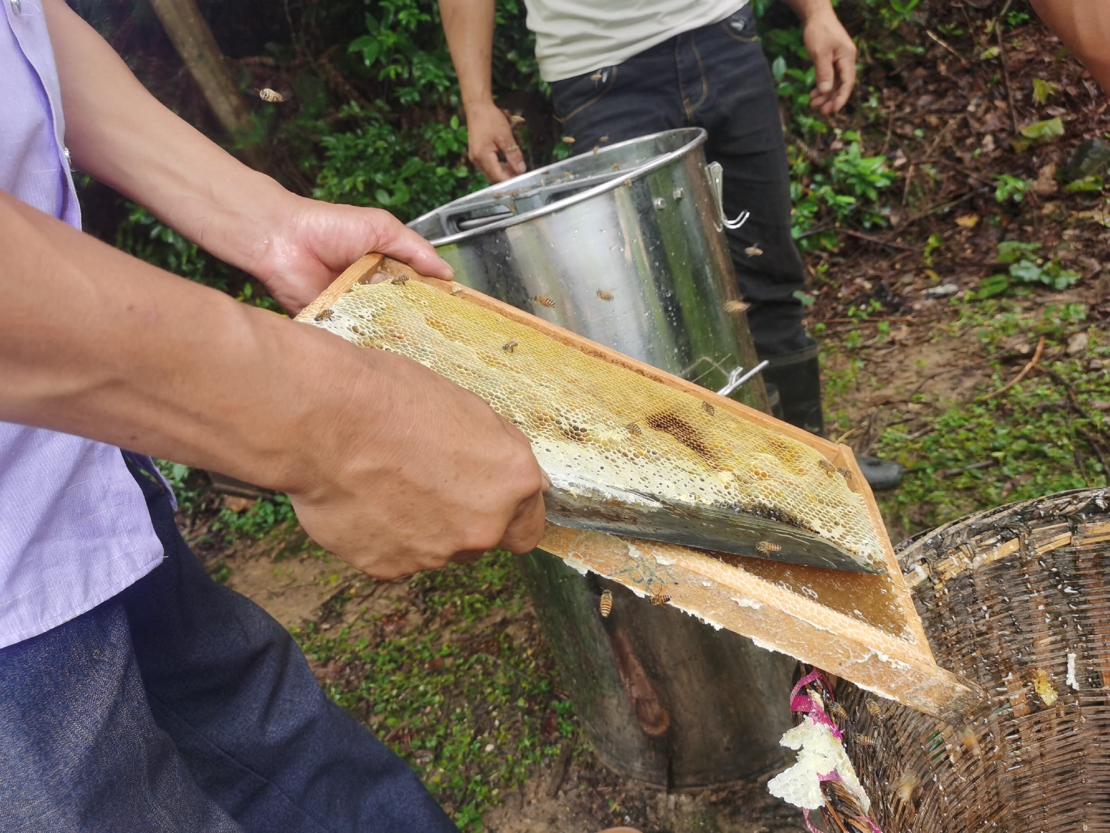 展示蜂蜜波美度检测过程的实验室场景,包含波美计、蜂蜜样本和测量仪器 蜂蜜的波美度测试图