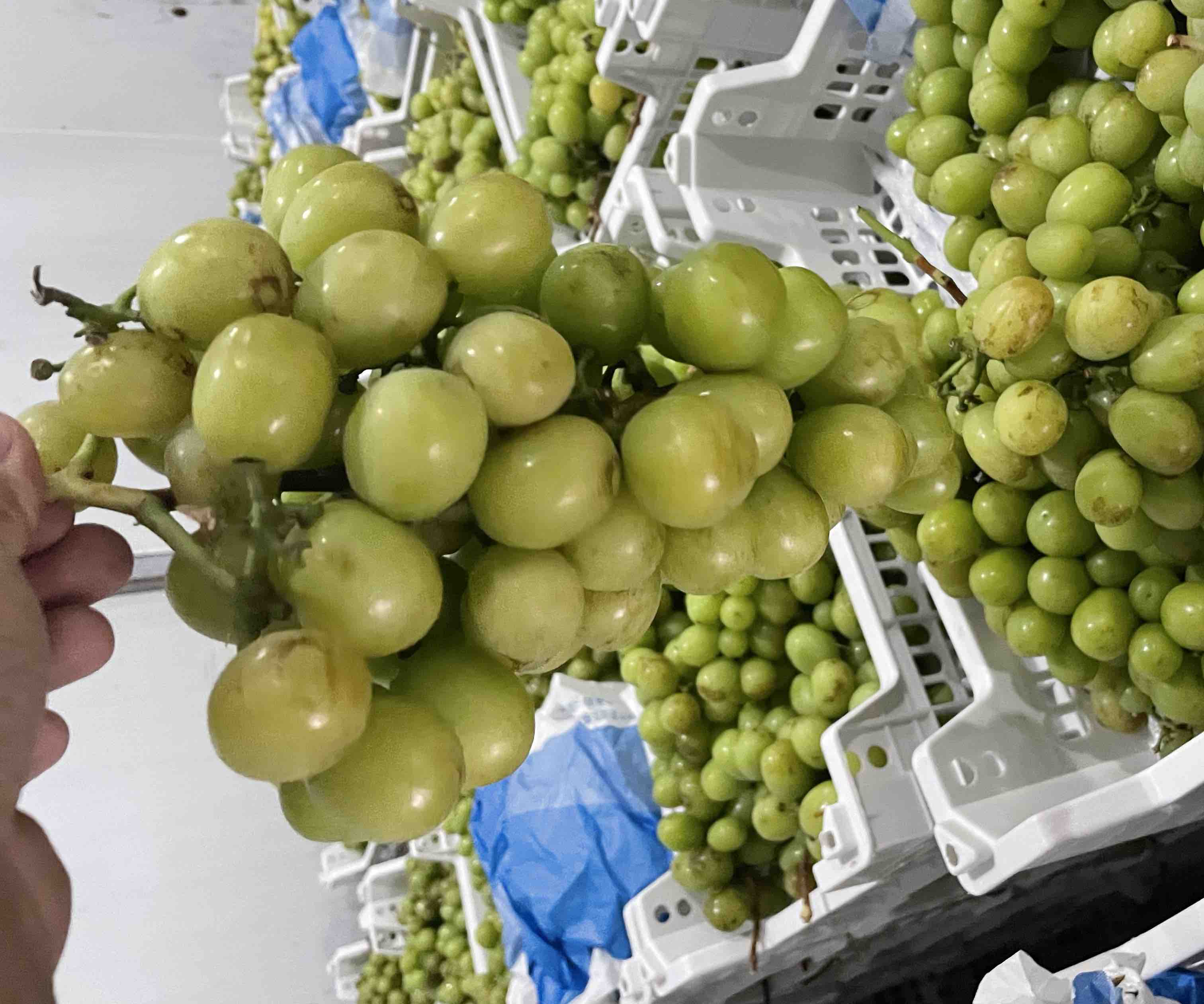 阳光玫瑰葡萄果串特写