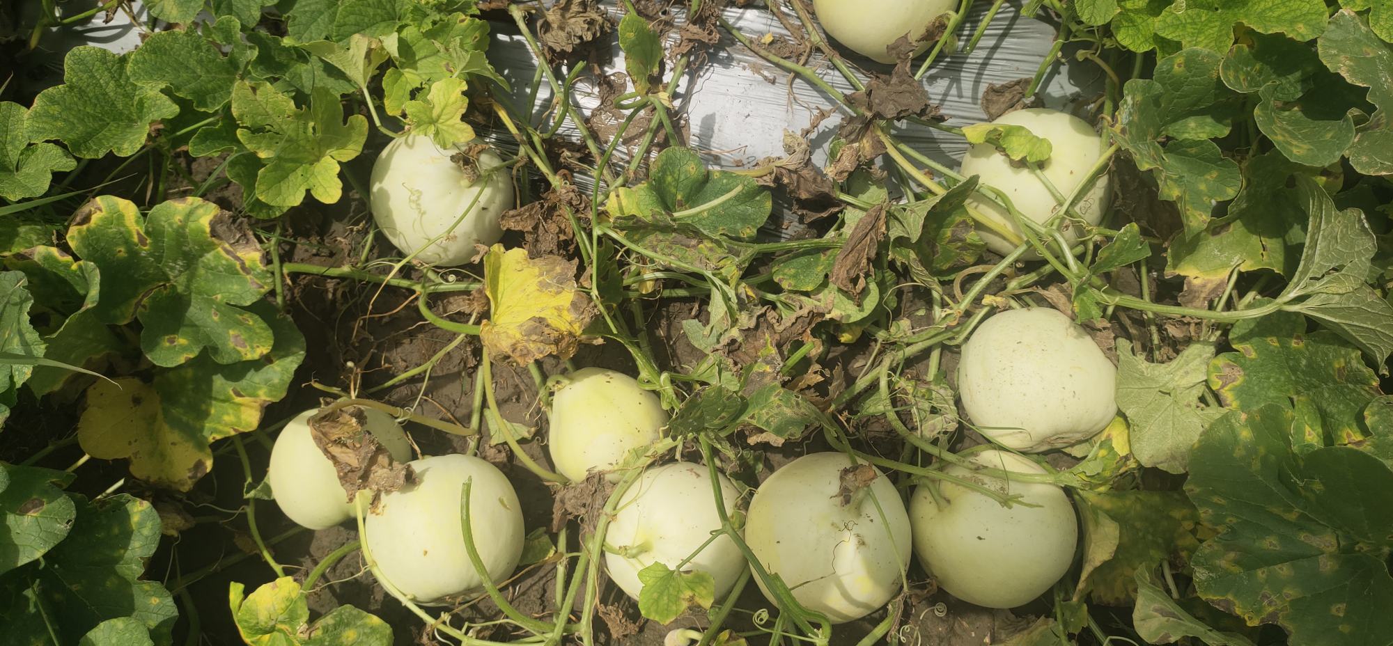 一位果农正在果园中采摘成熟的玉菇甜瓜,背景是阳光明媚的农田,瓜果累累,呈现出丰收景象 玉菇甜瓜与果农采摘场景