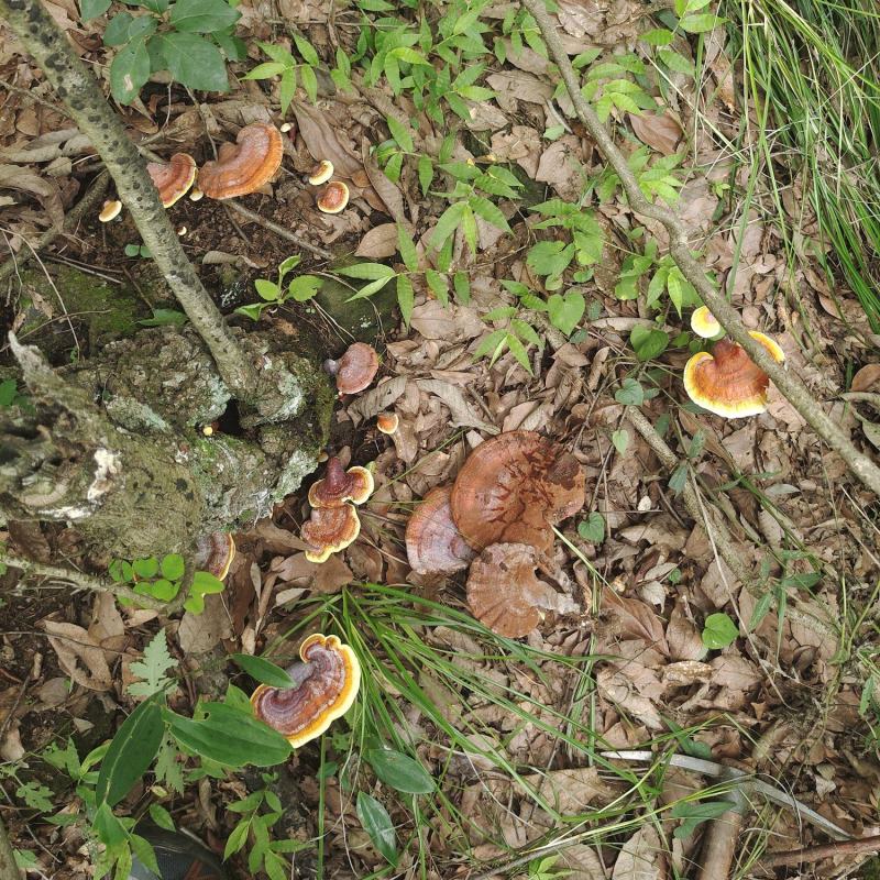 野生赤灵芝，纯野生灵芝，可大小混发，也可以分大小购买