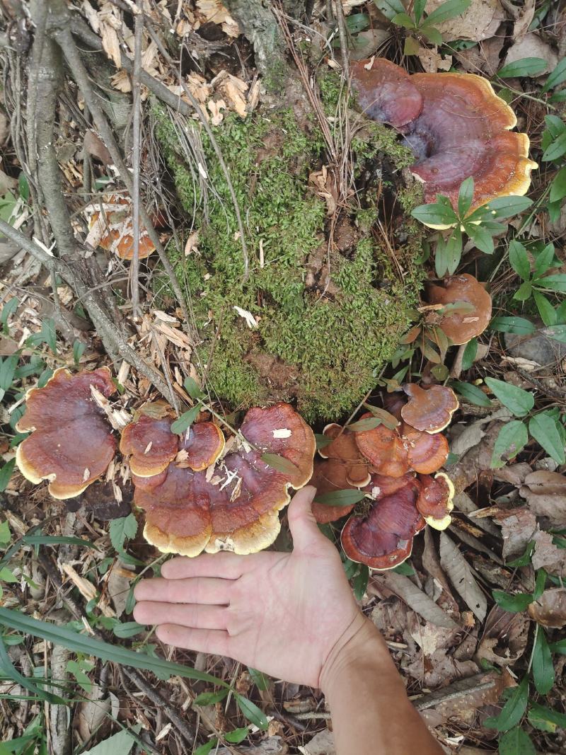 野生赤灵芝，纯野生灵芝，可大小混发，也可以分大小购买