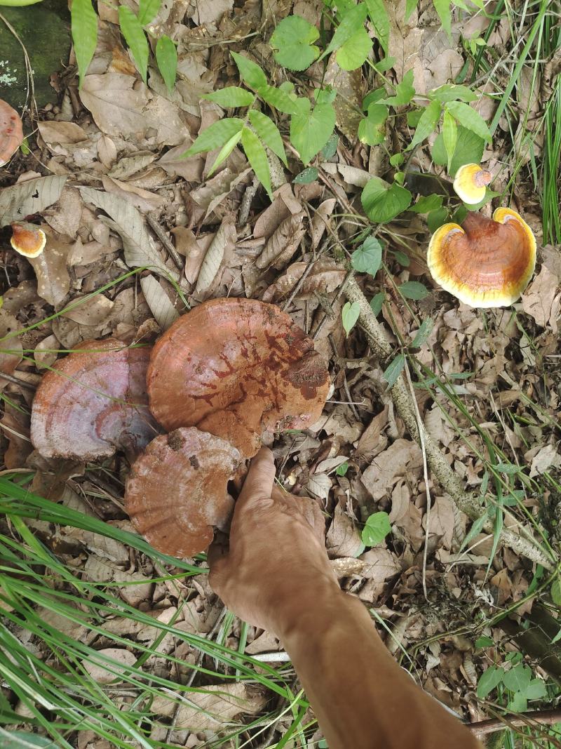 野生赤灵芝，纯野生灵芝，可大小混发，也可以分大小购买