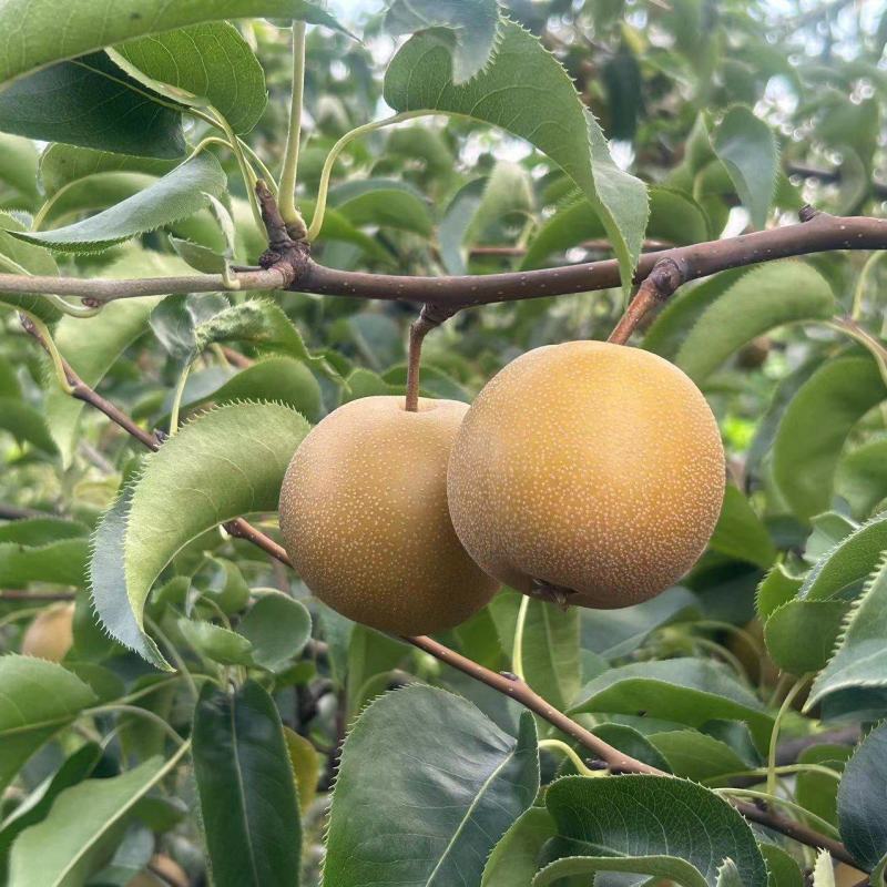 湖北黄梅黄梨