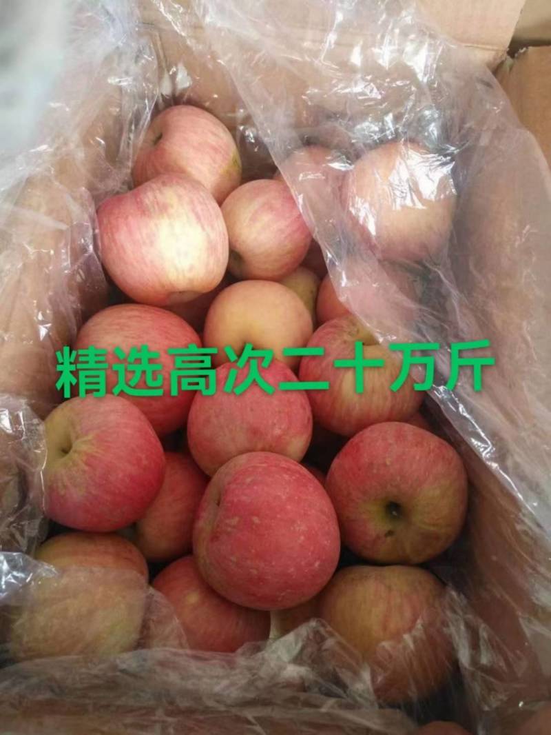 精品红富士山东苹果出大量供应一手货源产地发货价格低