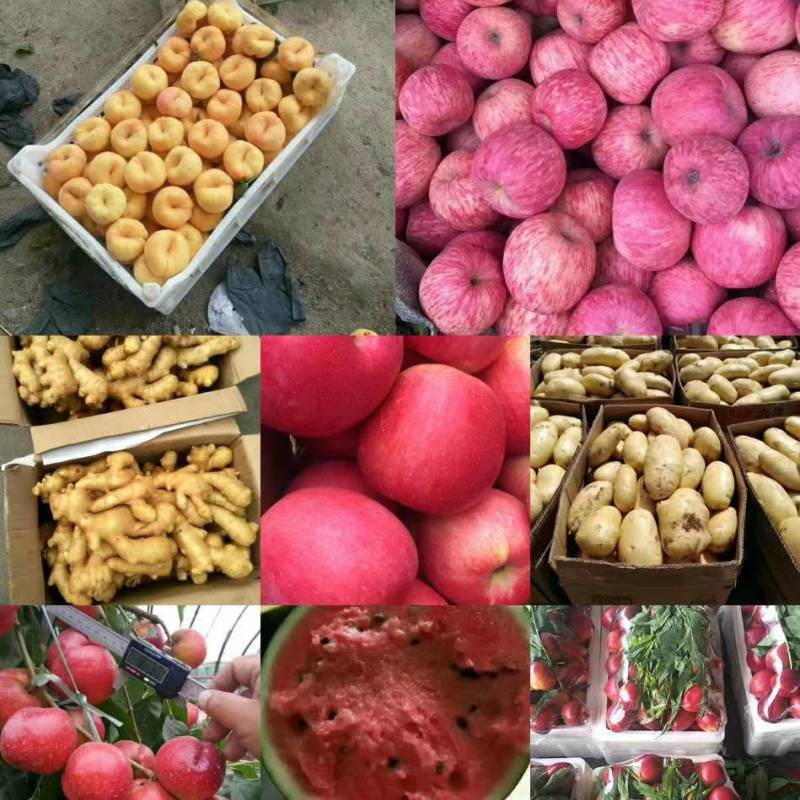 珍珠枣油桃供应中货源充足量大从优欢迎咨询