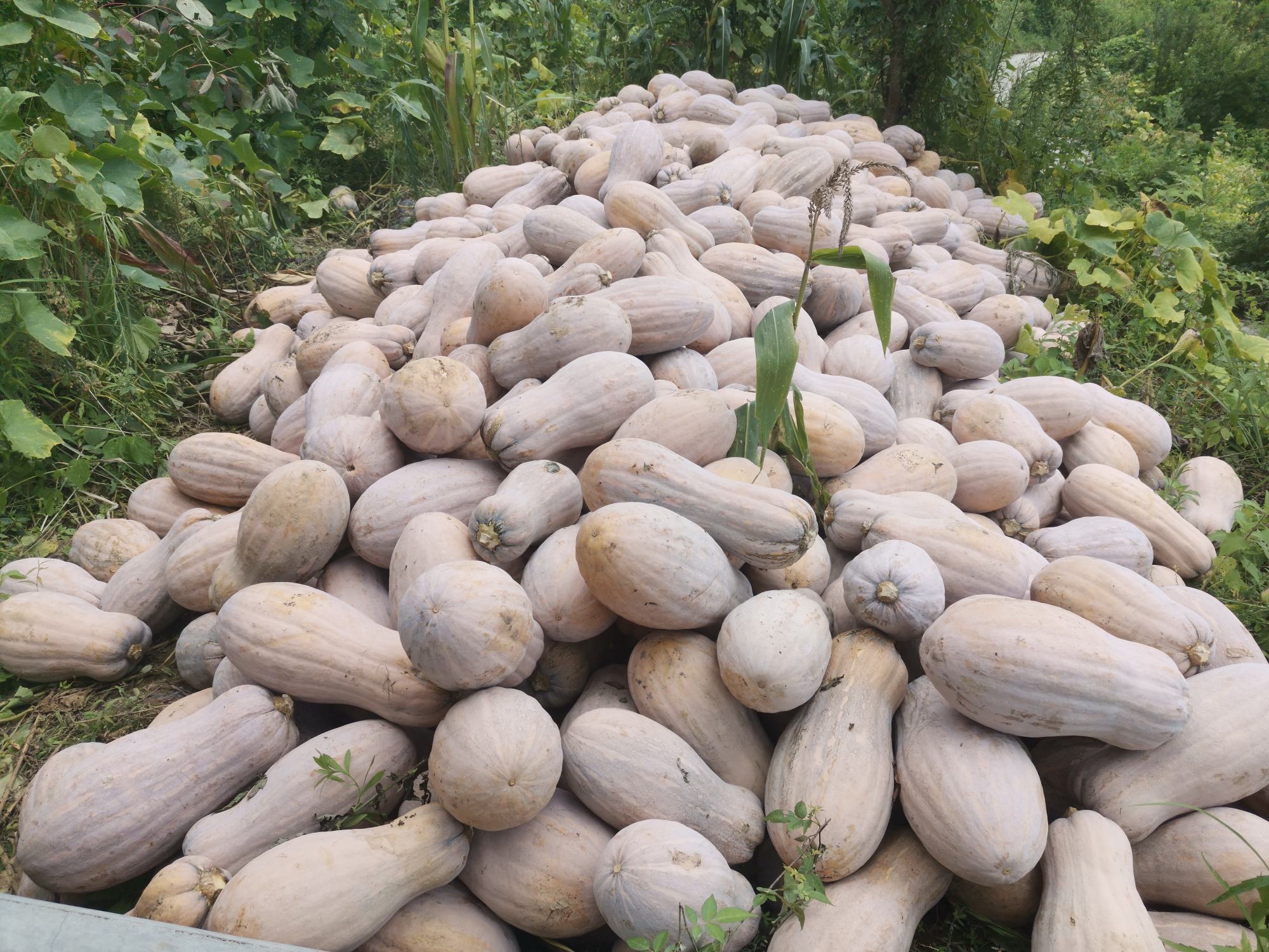 井冈山南瓜品种对比图