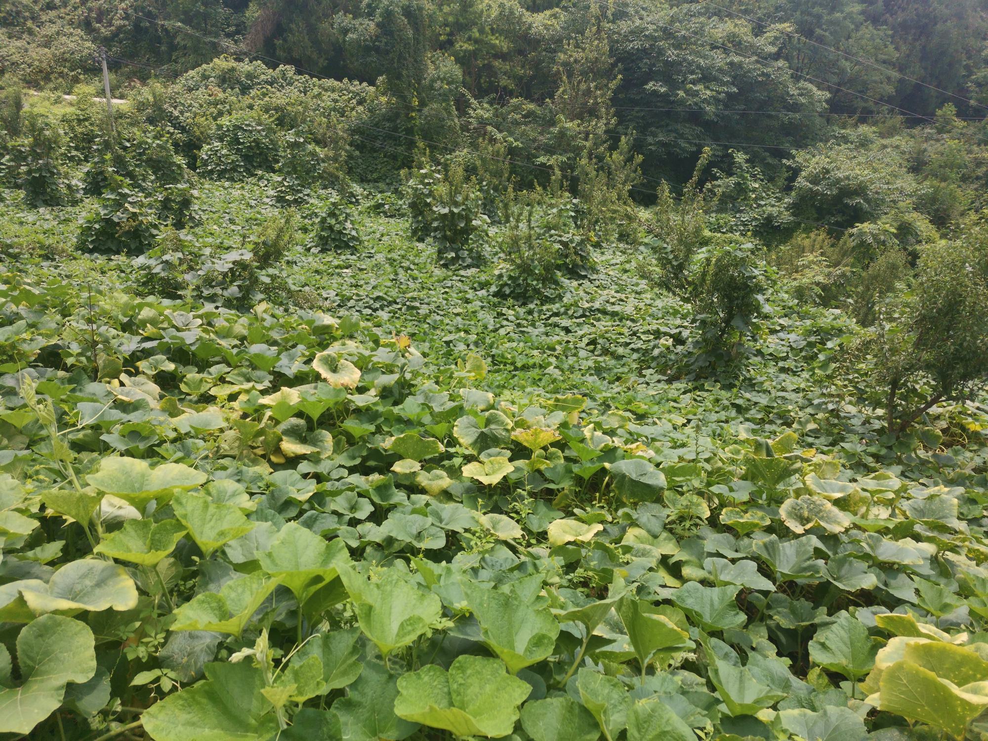 密本南瓜田间种植实景图