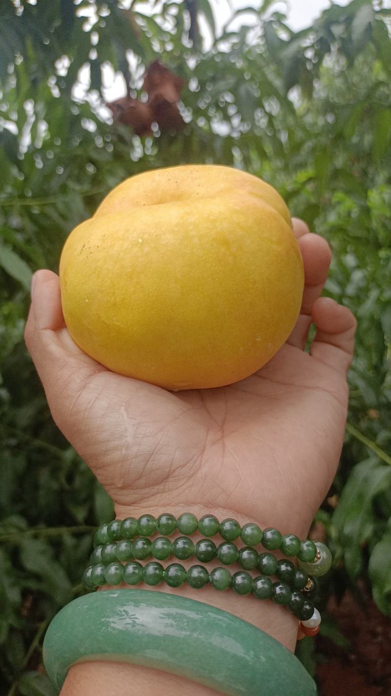 蟠桃七和蟠桃九大量现货