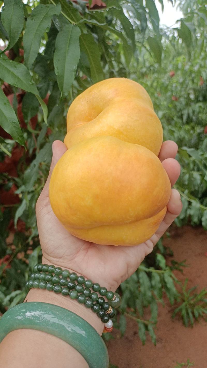 蟠桃七和蟠桃九大量现货