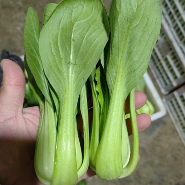 【优选】陆地精品菜，通货，食品厂专用菜等。质量优良。