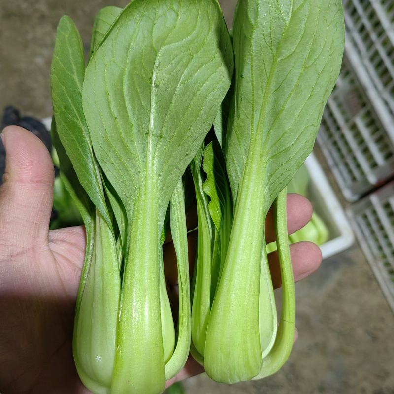 【优选】陆地精品菜，通货，食品厂专用菜等。质量优良。
