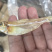 白立子鱼展会地摊淡干白利子鱼白立子鱼鱼干干鱼小鱼干