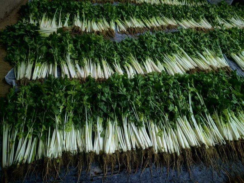 娃娃菜成熟采收图