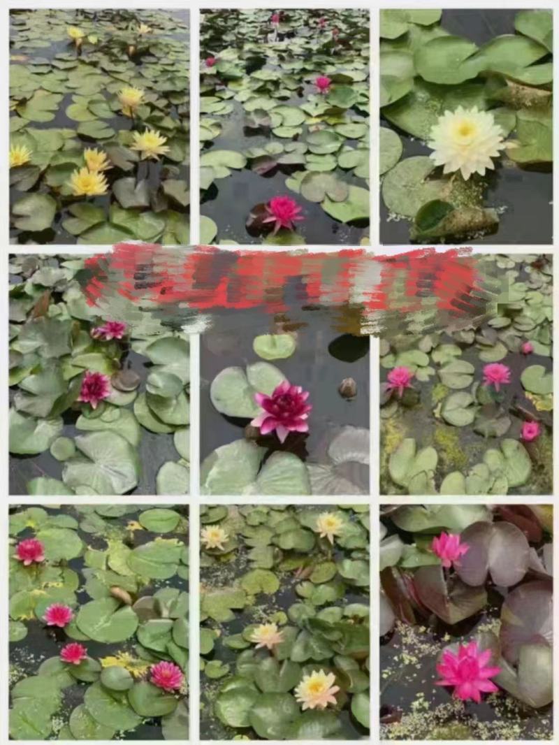 盆栽睡莲