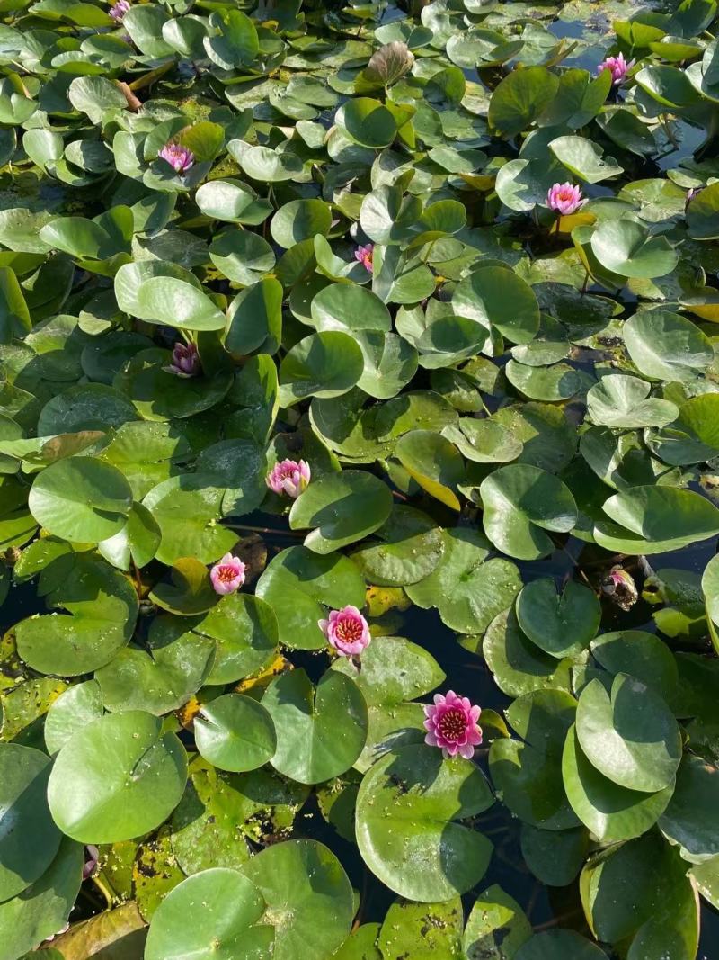 盆栽睡莲