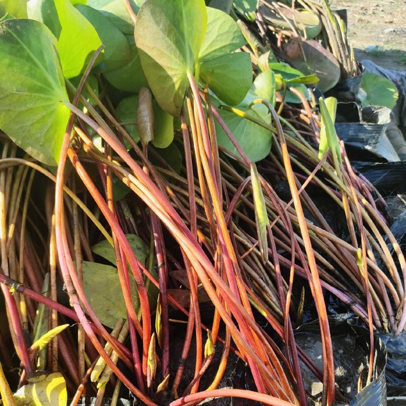 盆栽睡莲