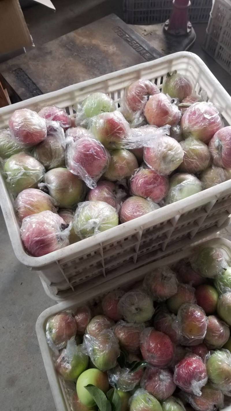 金帅嘎啦苹果供应优质苹果现摘现发质量保证可视频看货