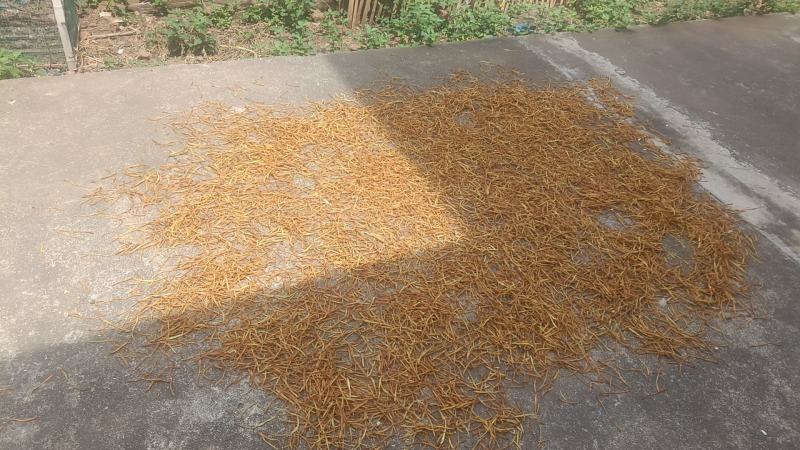 湖南祁东黄花菜