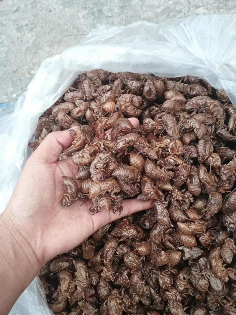 蝉壳