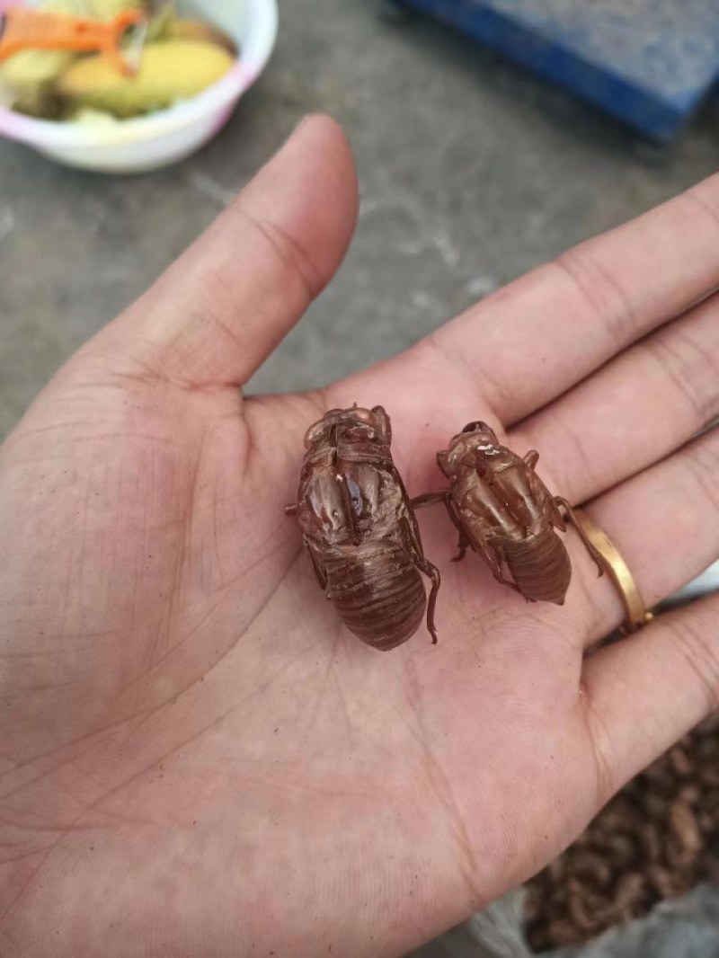 蝉壳