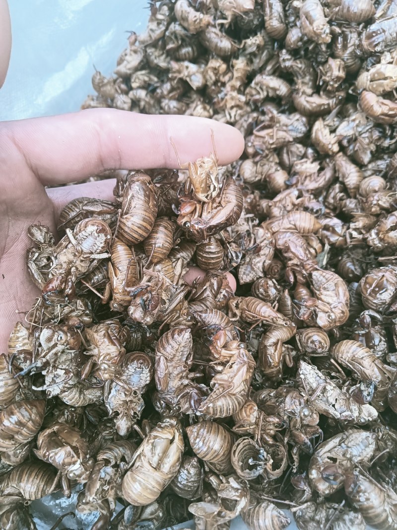 蝉壳