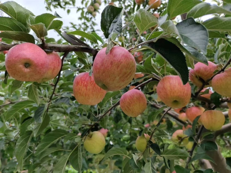 云南昭通红露苹果大量上市产地发货量大从优欢迎来电