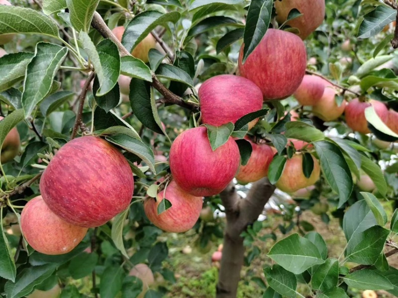 云南昭通红露苹果大量上市产地发货量大从优欢迎来电