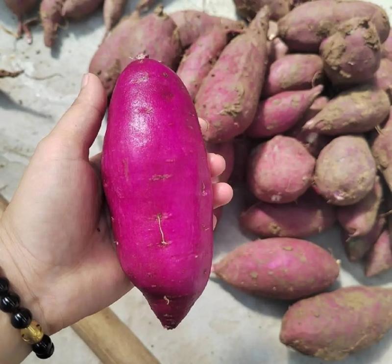 【紫薯】广东紫薯现挖现发香甜软糯可视频看货欢迎咨