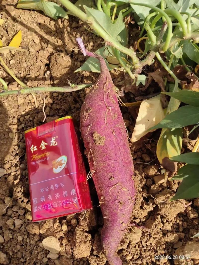 【紫薯】广东紫薯粉糯香甜现挖现发对接全国市场电商