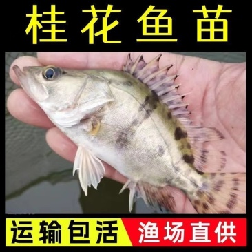 桂花斑鳜鱼苗大眼翘嘴凶猛路亚肉食淡水养殖活体免邮优质桂花