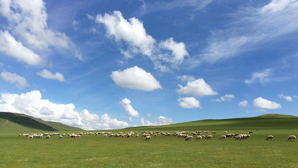 一只羊驼在阳光下的草地上悠闲地吃草,背景是青山和蓝天 羊驼在草地上悠闲吃草