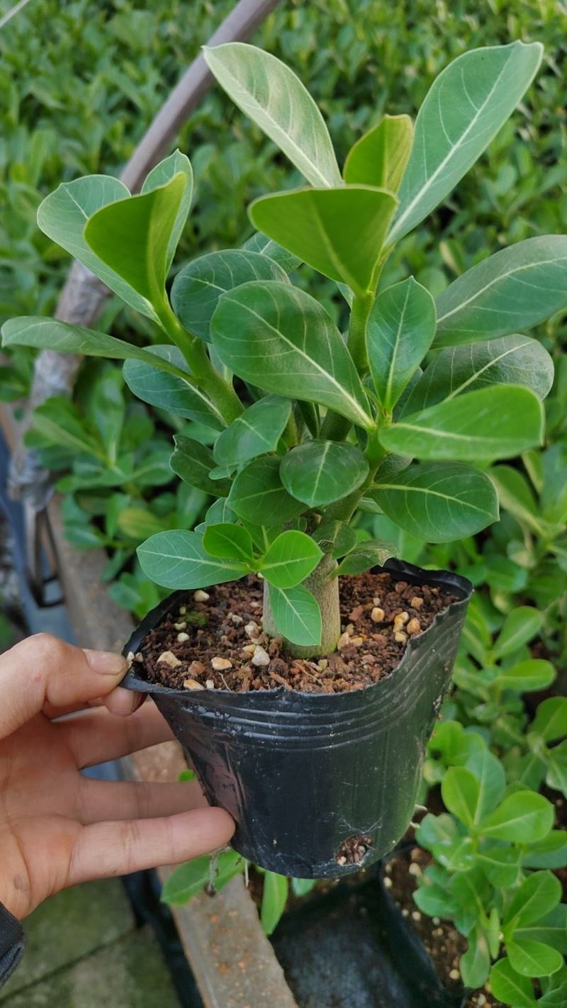 福建漳州沙漠玫瑰，自家货源
