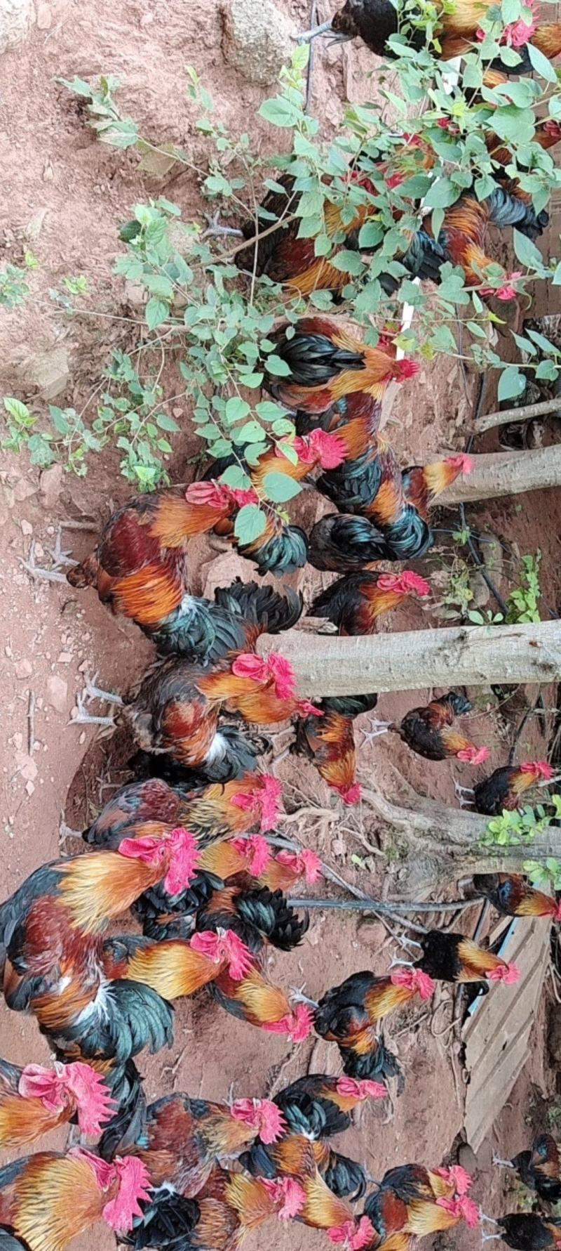走地鸡跑山鸡窑鸡，肉质量好，油黄