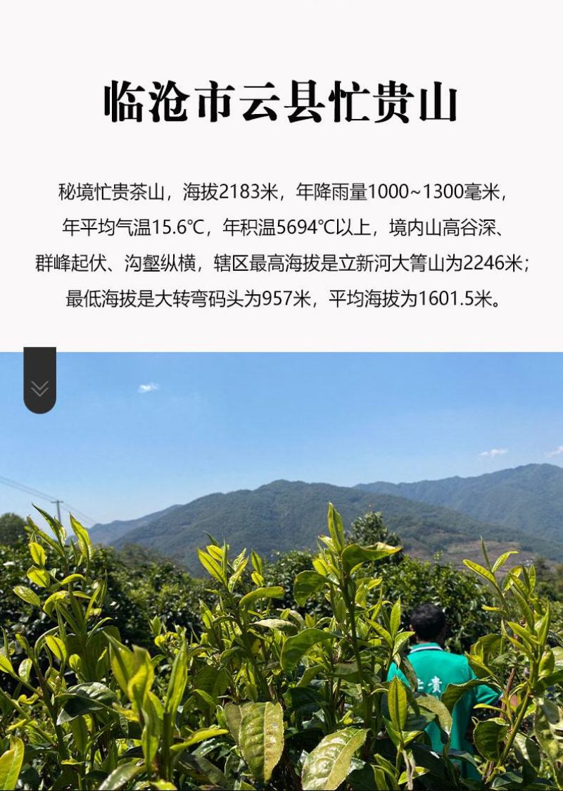 碎银子普洱熟茶
