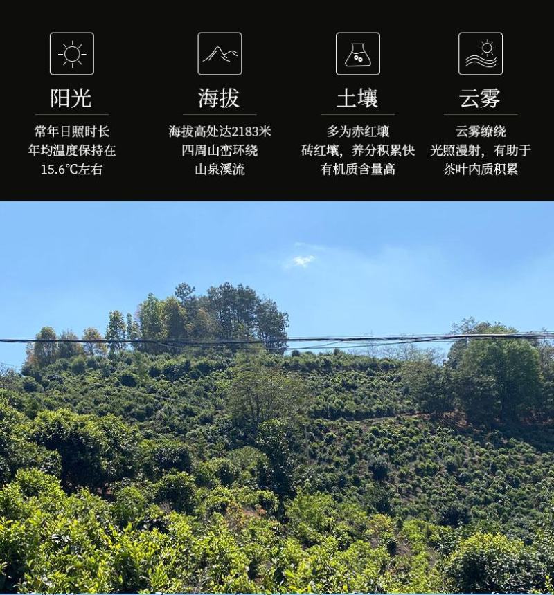 碎银子普洱熟茶