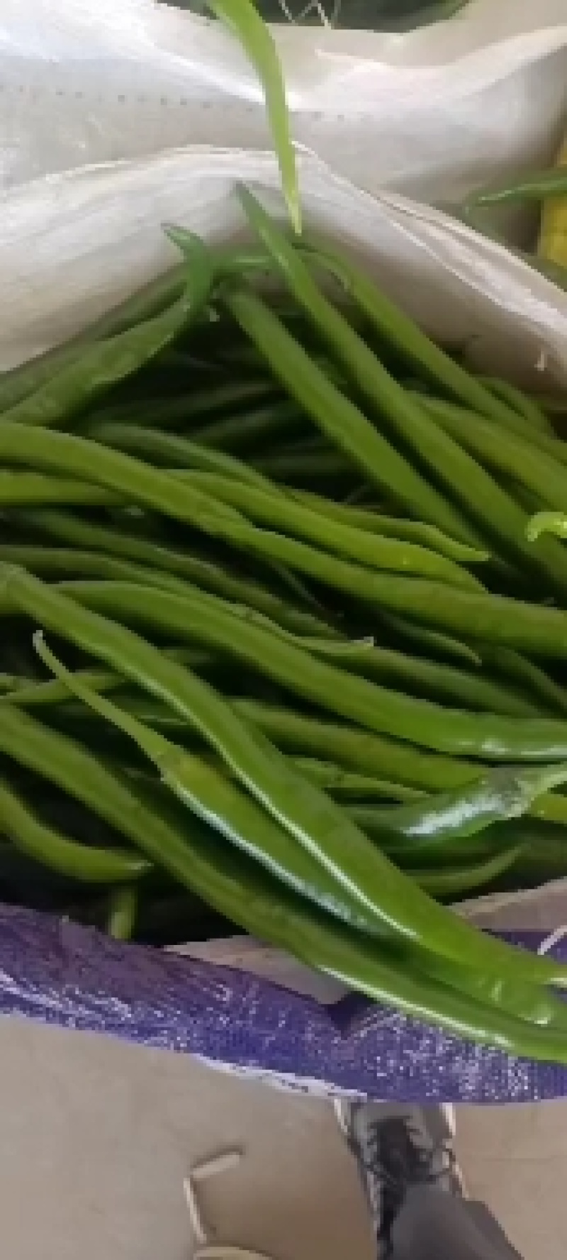 陕西精品芜湖椒，大量供应，支持电商，大小吨位