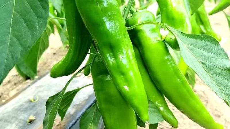 陕西精品芜湖椒，大量供应，支持电商，大小吨位