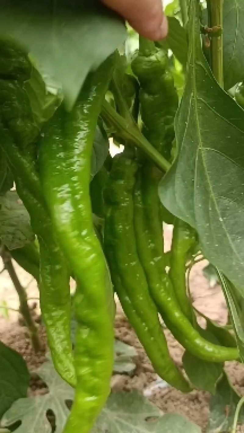 陕西精品芜湖椒，大量供应，支持电商，大小吨位