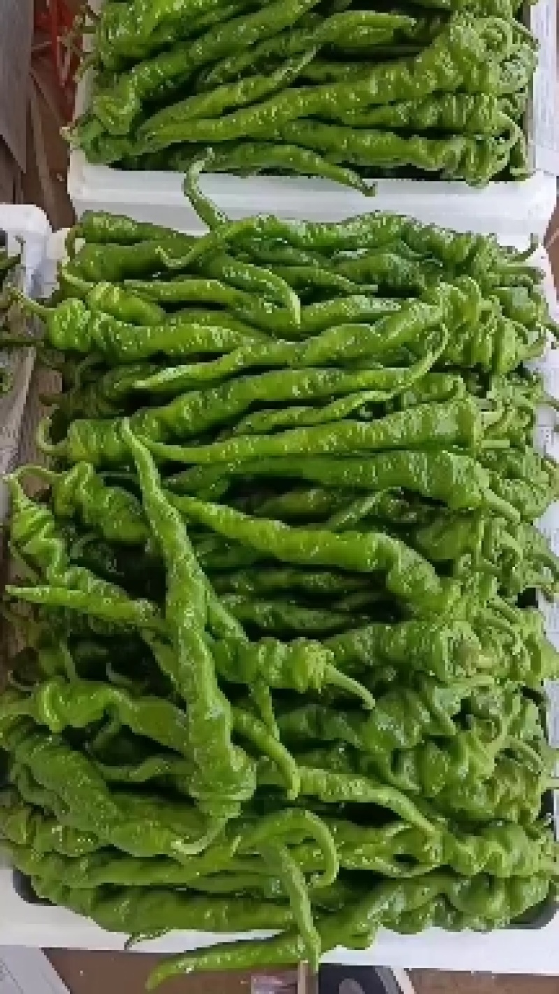 陕西精品芜湖椒，大量供应，支持电商，大小吨位