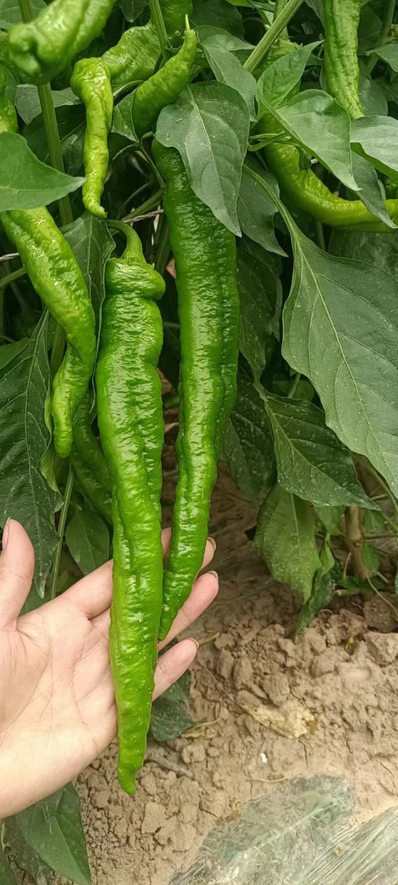 陕西精品芜湖椒，大量供应，支持电商，大小吨位