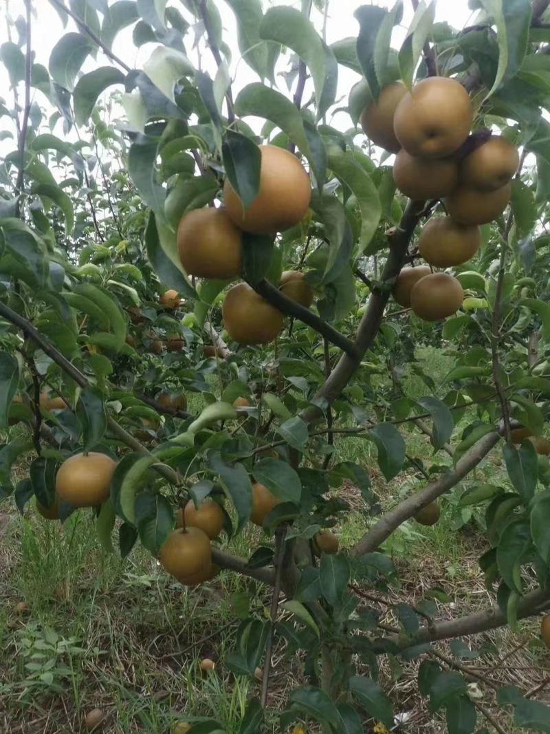 黄花梨翠冠梨基地供货量大从优，欢迎全国各地客户前来订购。