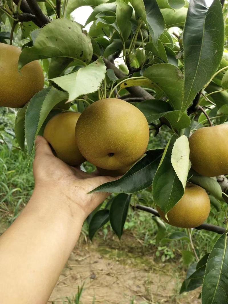 黄花梨翠冠梨基地供货量大从优，欢迎全国各地客户前来订购。